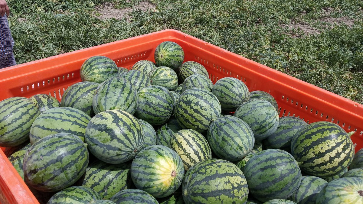 Producción de sandías