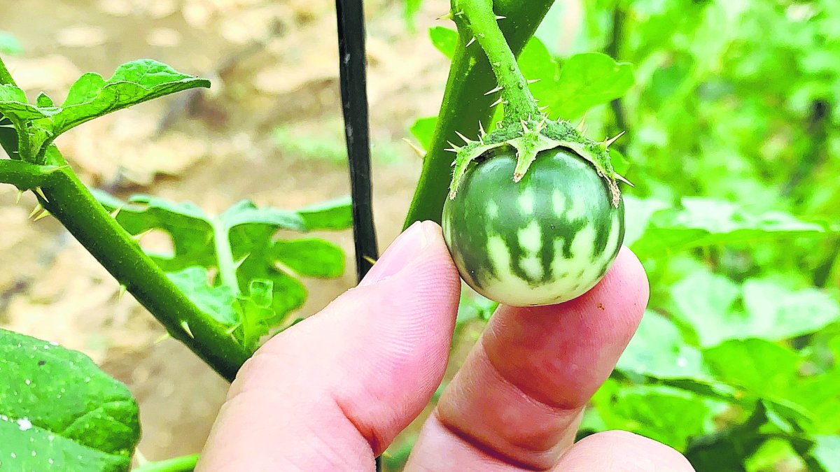 Berenjenas usadas para la investigación.