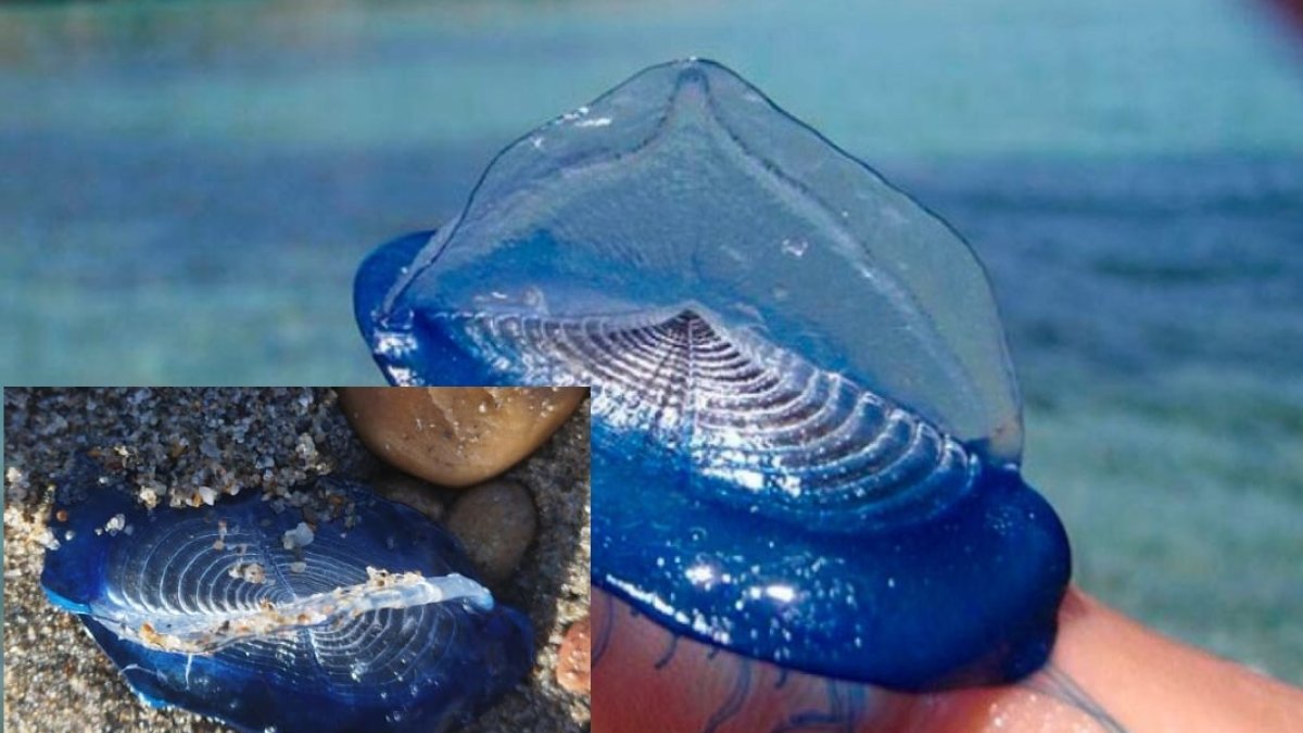 Imagen de una medusa \'Veleta\' viva y una de los ejemplares encontrados en la playa de Vera.