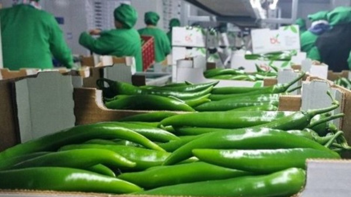 Centro de envasado BL Agri, Agadir