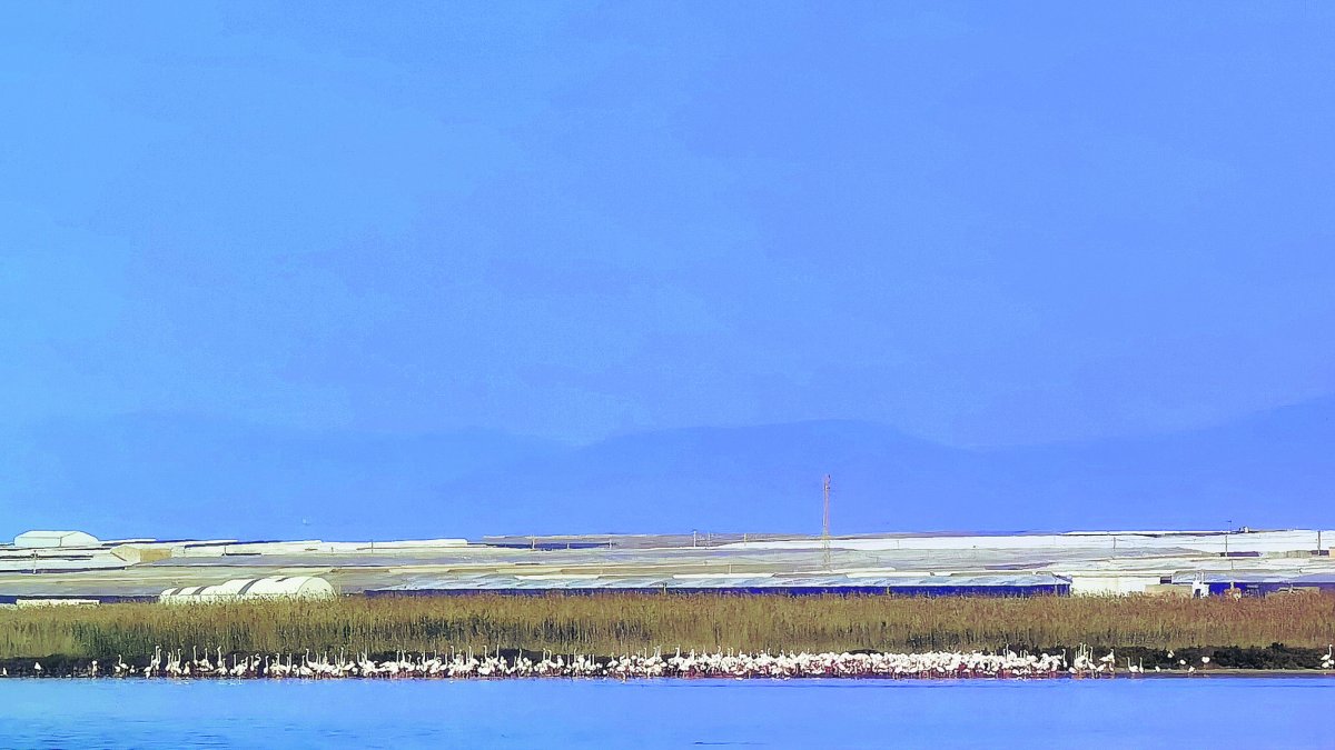 La imagen es espectacular; los flamencos y otras aves acuáticas han elegido espacios como las salinas de Punta-Entinas (en la imagen) o Cabo de Gat
