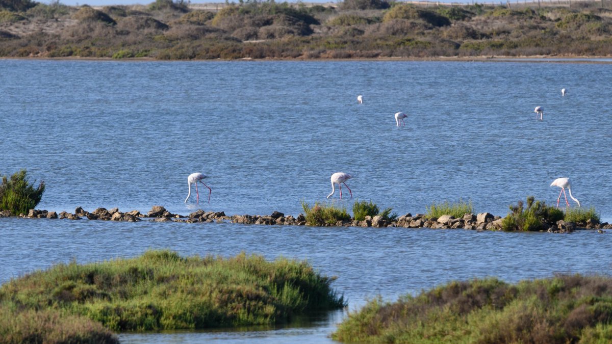 Los flamencos presidiendo Las Salinas
