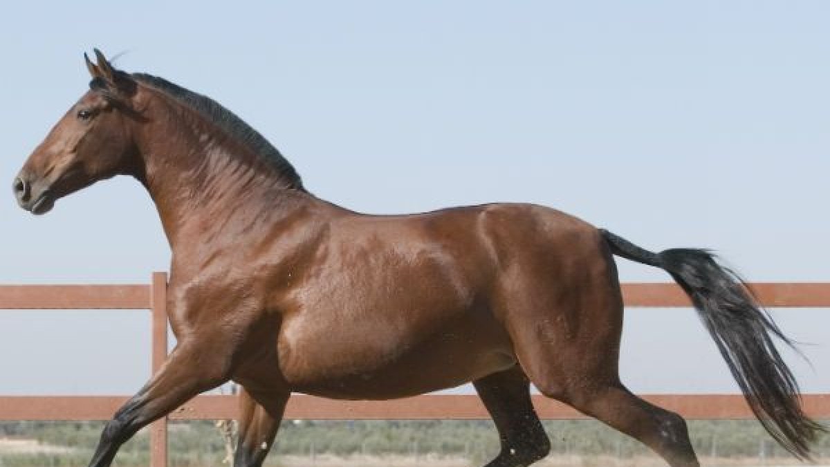 Fotografía de un caballo de pura raza española.
