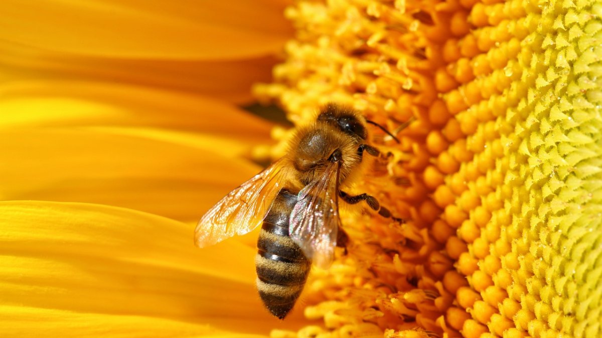 Una abeja polinizando una flor