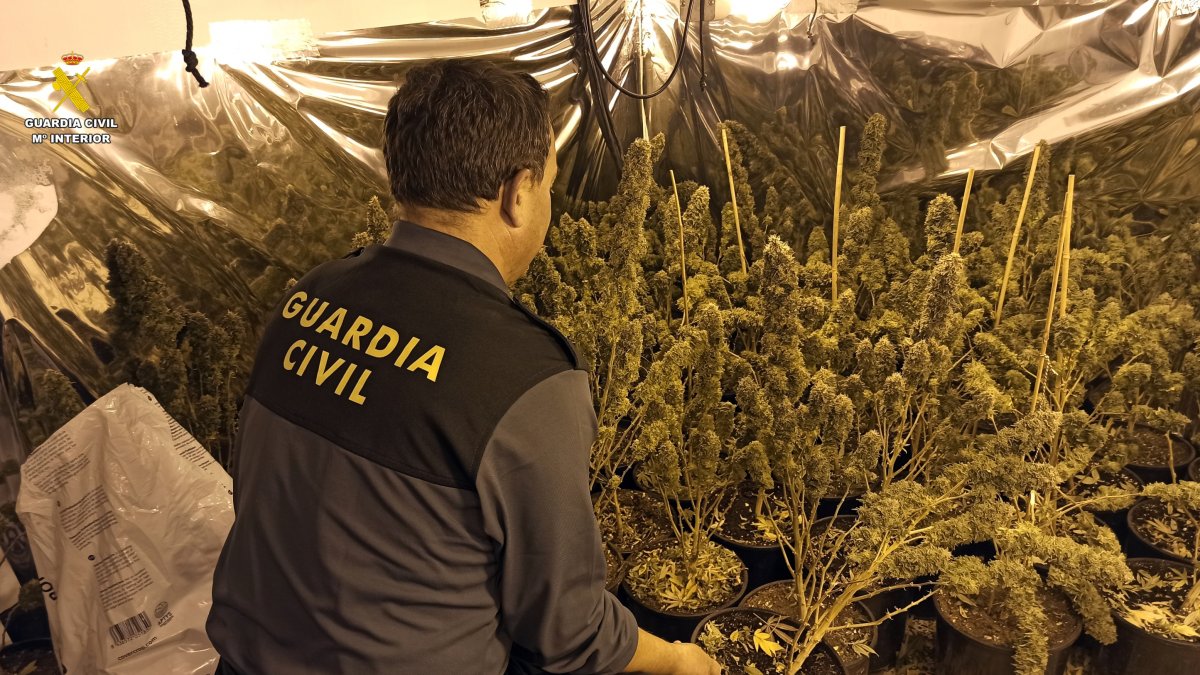 Plantación hallada en una vivienda en Macael.