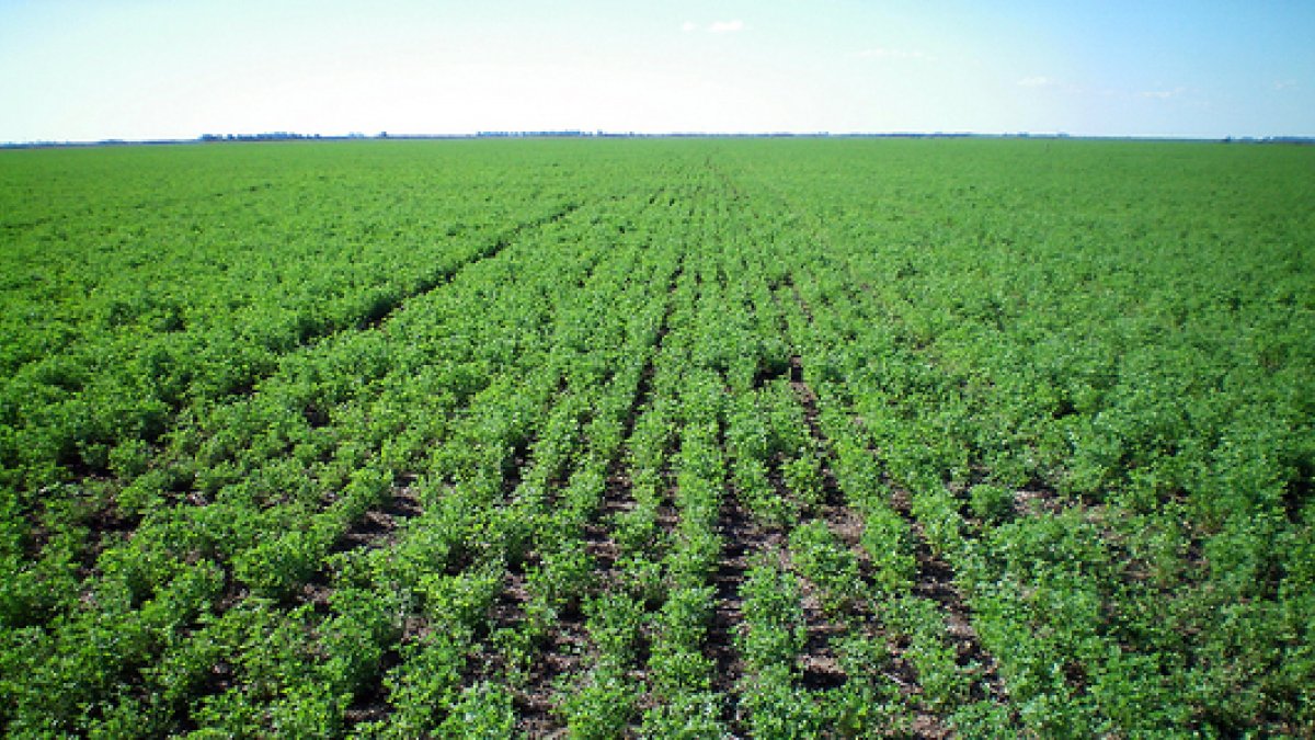 Se suma la alfalfa a la herramienta de la FAO