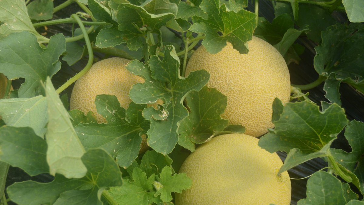 Melones