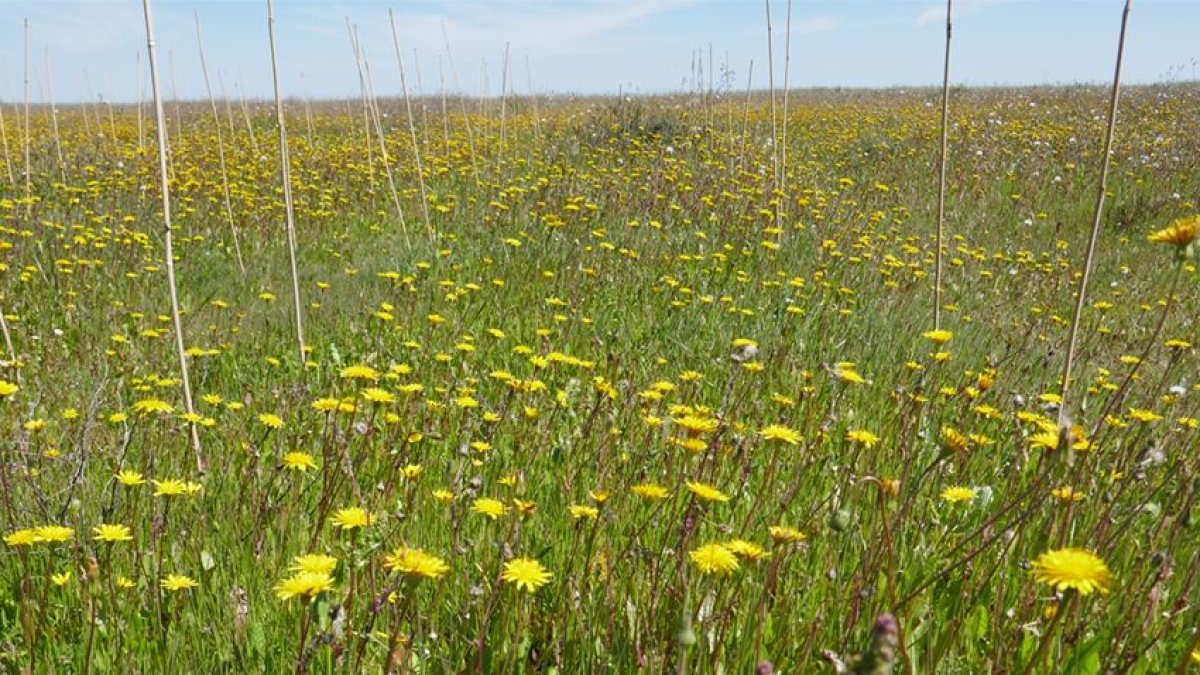 La competencia en algunos casos de especies vegetales puede anular el efecto positivo de los polinizadores