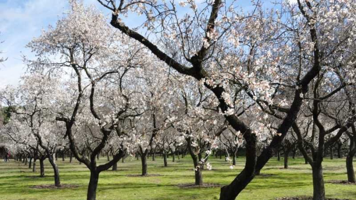 la App Riego Almendro ha sido desarrollada por investigadores del IFAPA para dar respuesta a la demanda del sector