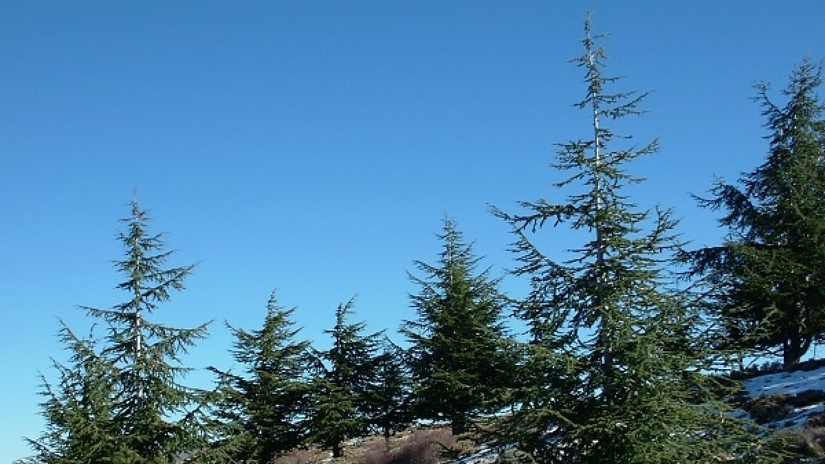 Población de cedro (Cedrus atlantica) en el Parque Nacional de Sierra Nevada (Granada). Imagen: J.C. Linares.