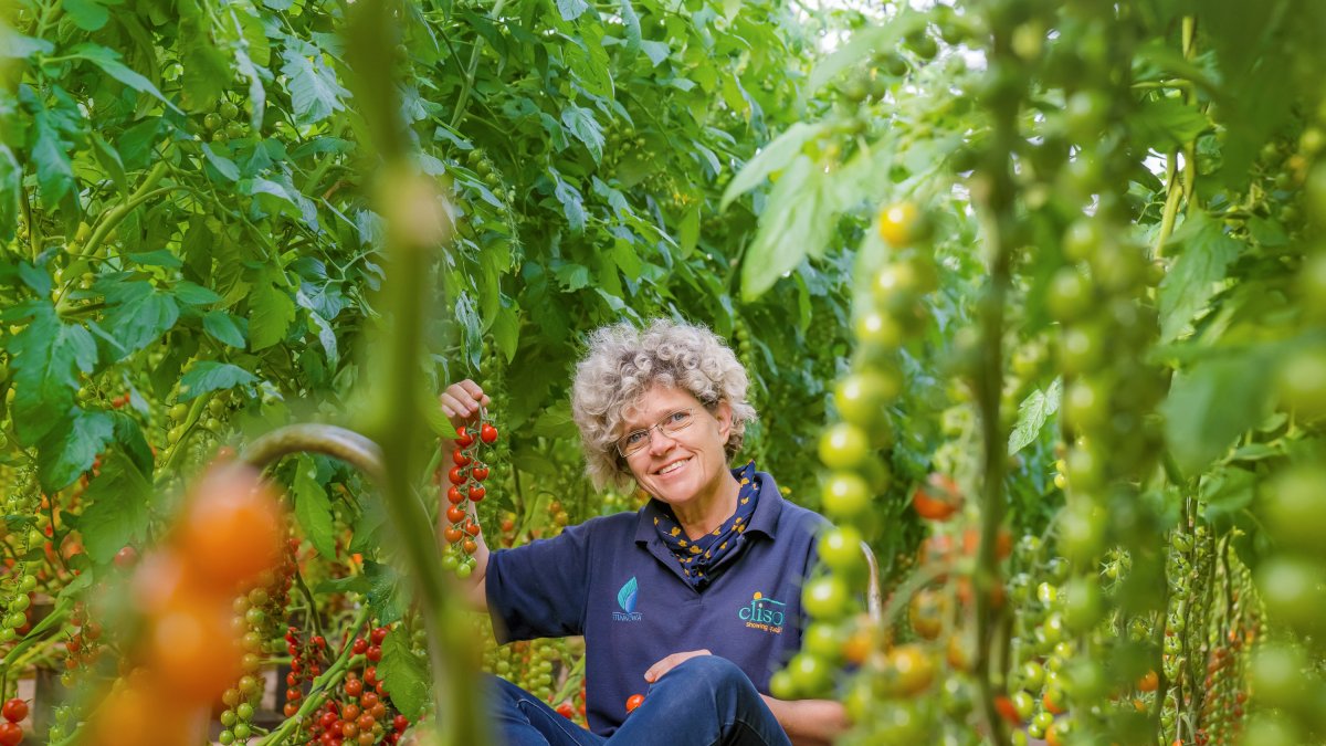 Una imagen de Lola Gómez en su invernadero. Foto de Fruit Today