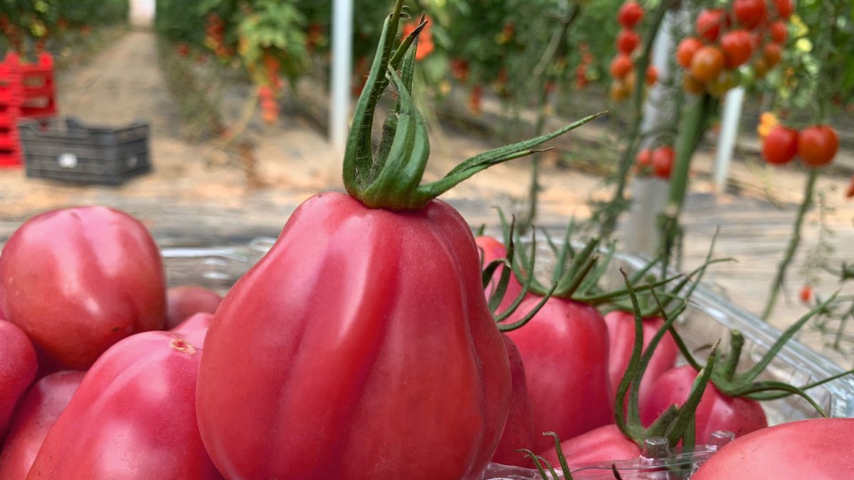 Pomo Rosa® la pasión rosa de ISI Sementi