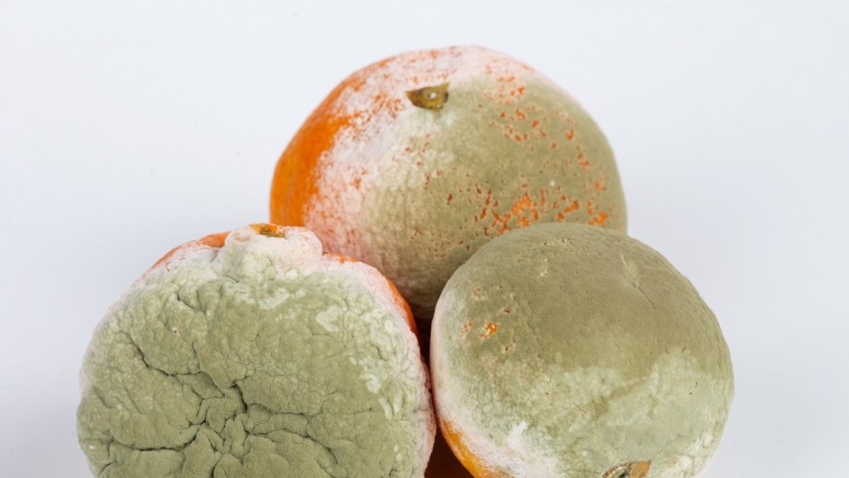 Podredumbre verde en cítricos (IRTA).