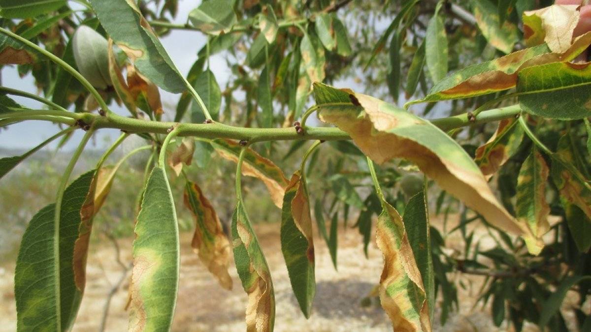 Almendro infectado en Alicante (Ester Marco-Noales).