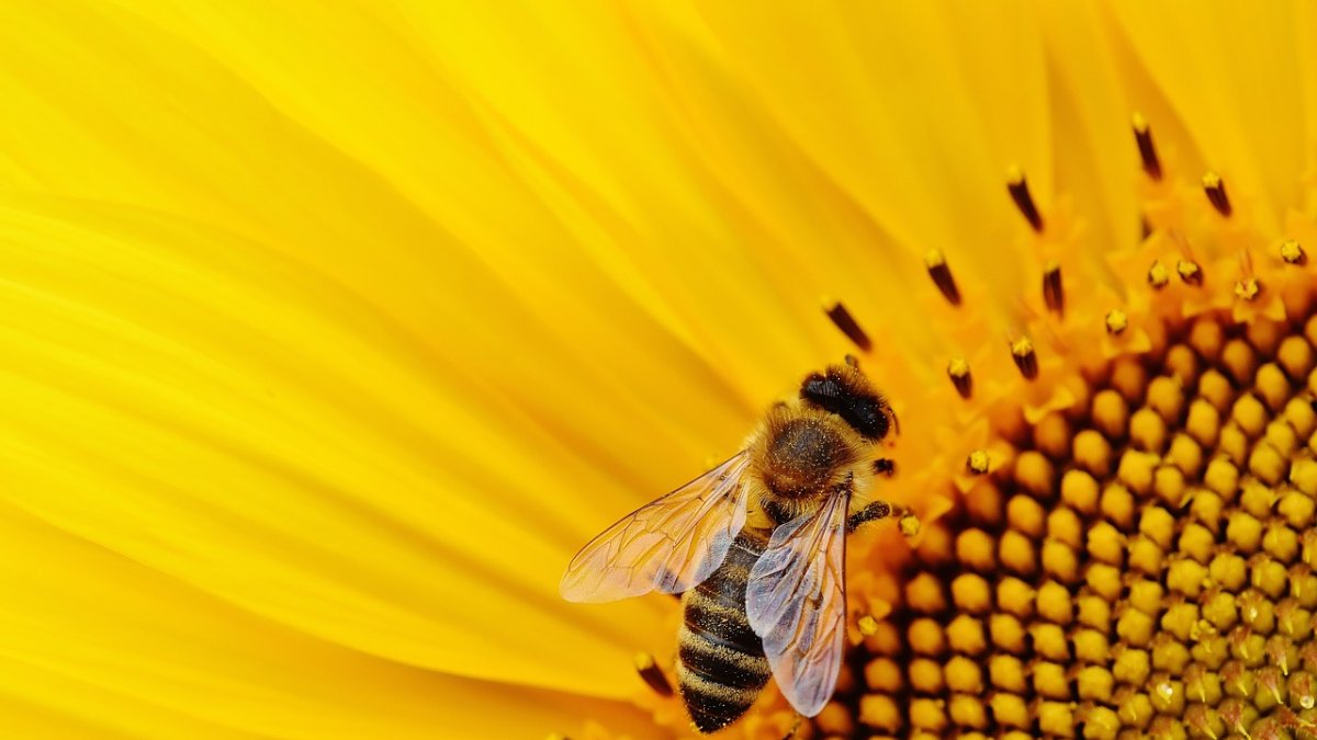 El estudio ha tenido lugar en el sur de Francia, en más de 20 campos de girasol, el más extenso en Europa