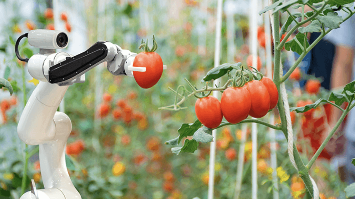 Robótica en invernadero