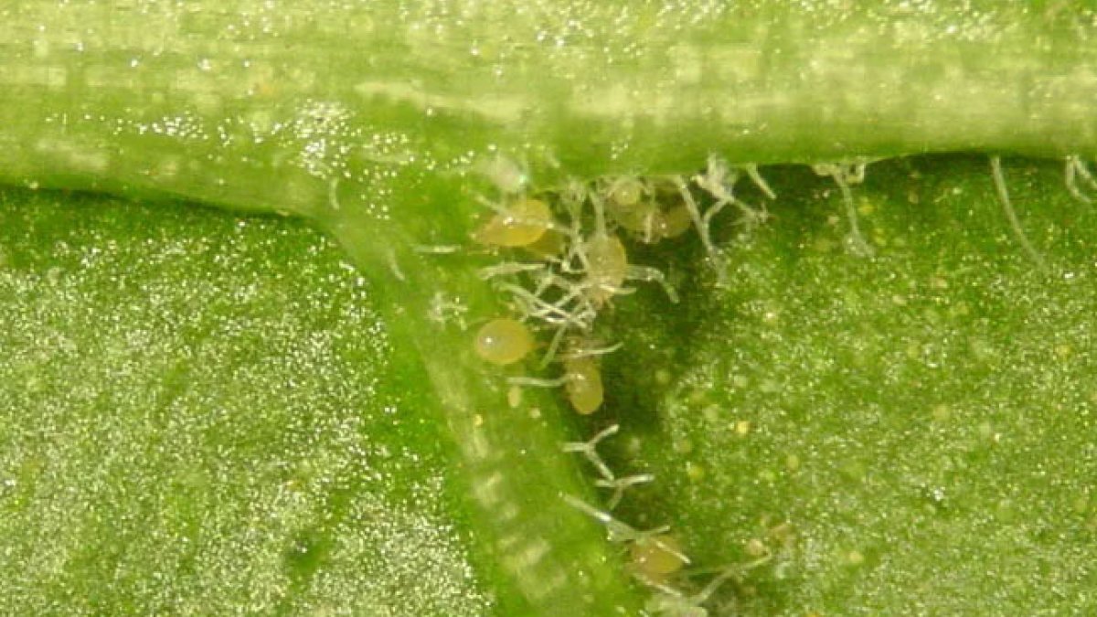 Huevos del ácaro depredador Amblyseius herbicolus bajo un exuvium de una ninfa de Diaphorina citri