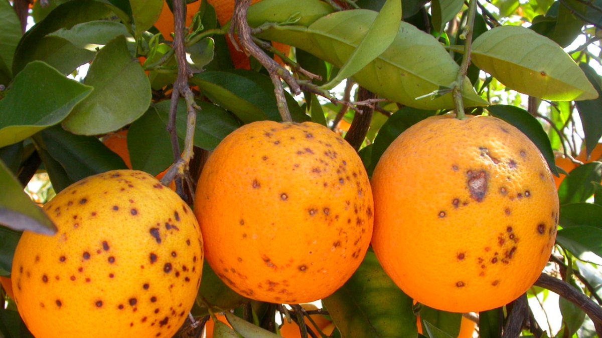 Naranjas con lesiones de mancha negra (IVIA).