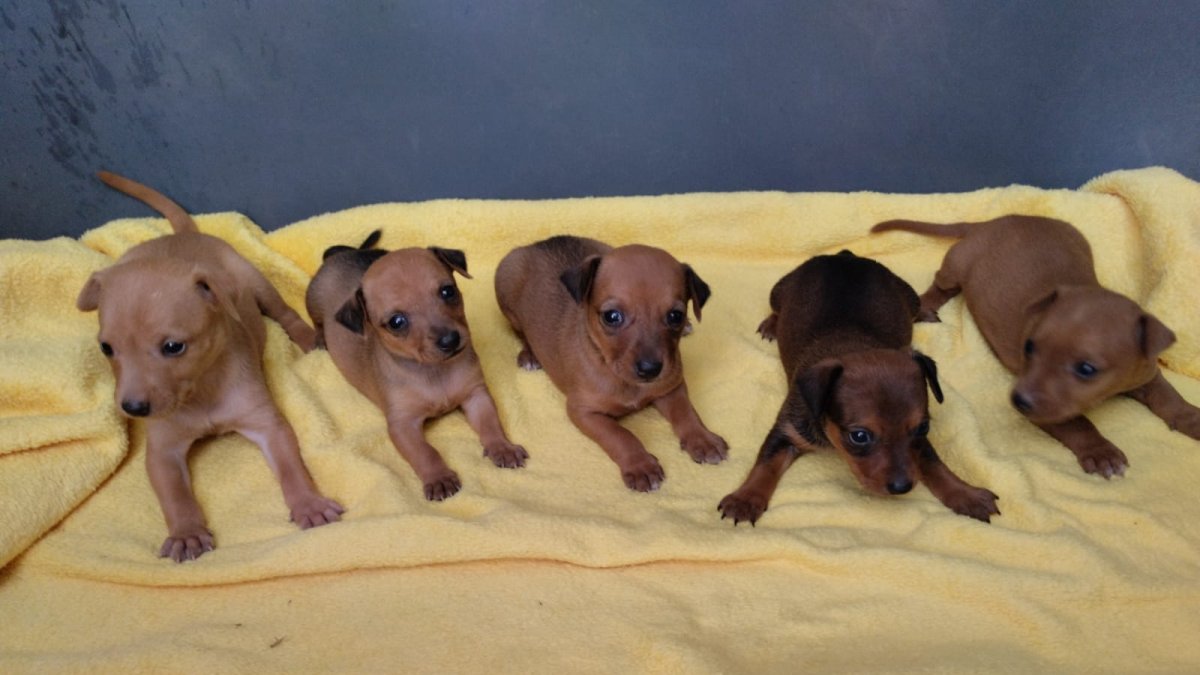 Imágenes de algunos de los cachorros rescatados por la asociación huercalense.