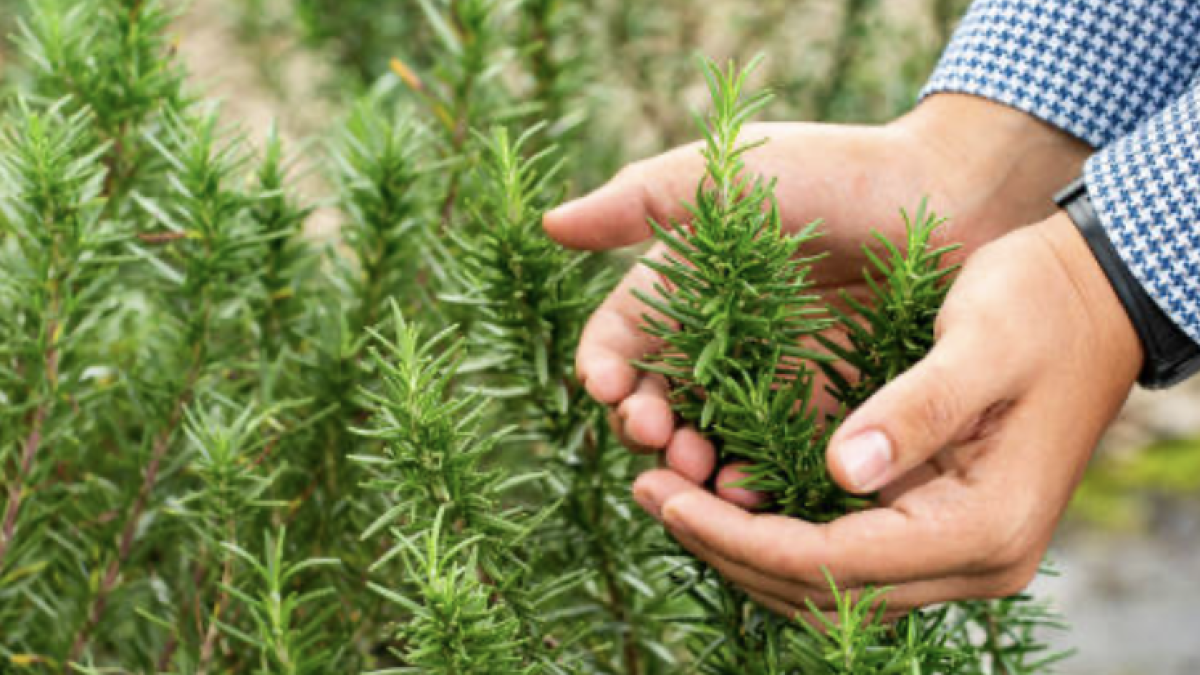 Beneficios del agua de romero para el cabello y la piel