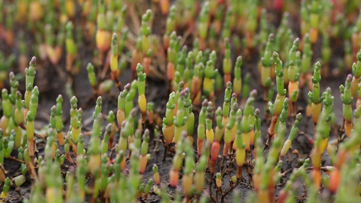 La salicornia es una planta conocida como ‘espárrago de mar’ por su forma y su proliferación en terrenos salados. Imagen: Pixabay.