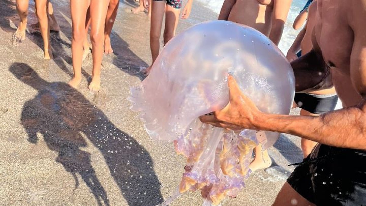Medusa gigante en la playa de El Zapillo.