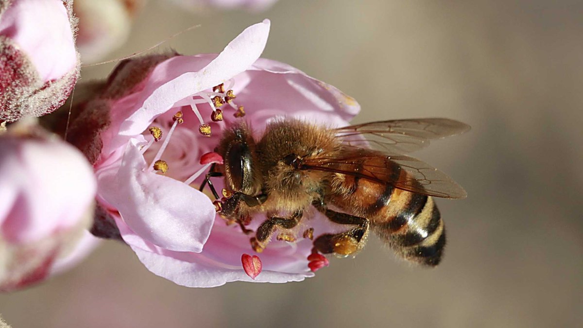 Uno de los ejemplos estudiados fue el impacto que genera la presencia de abejas domésticas sobre la diversidad de polinizadores nativos