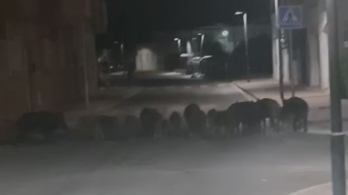 Jabalís paseando por Cabo de Gata.