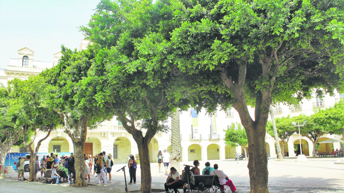 Hacerse con una sombra debajo de un ficus se convierte a diario en una tarea complicada.