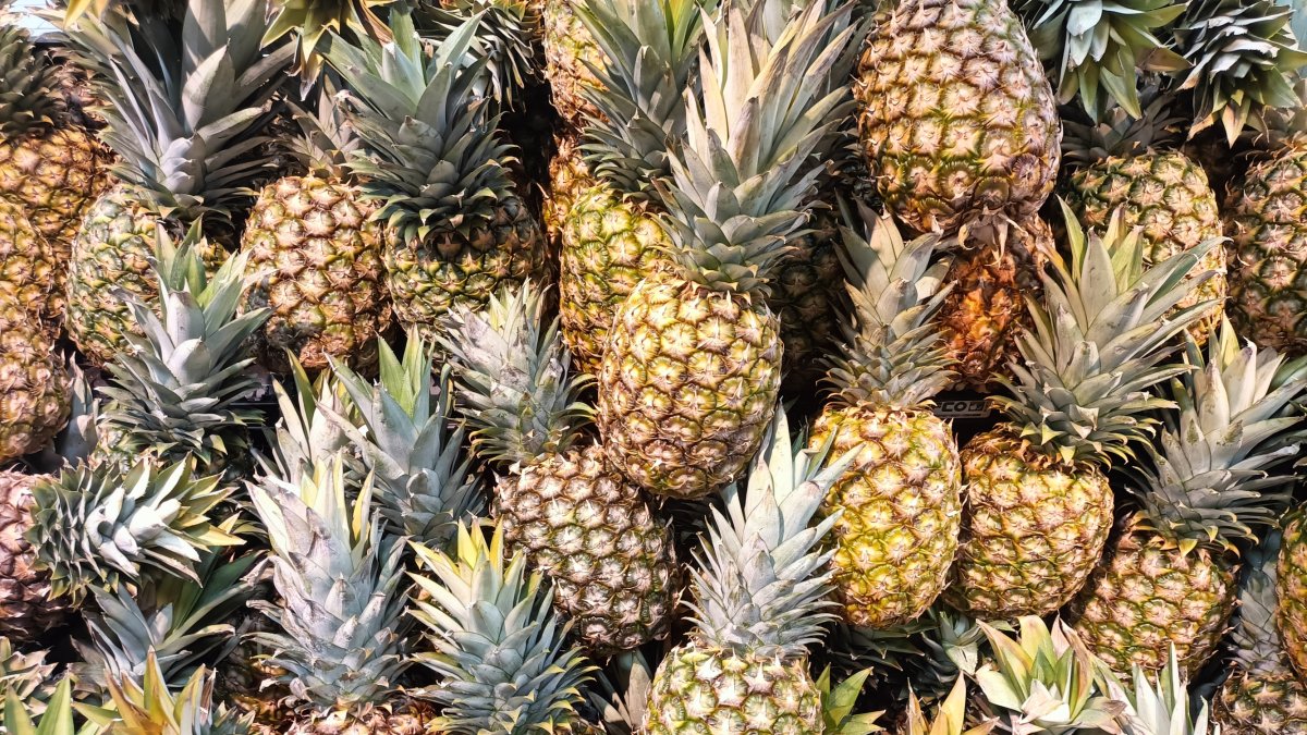 Foto de archivo de deliciosas piñas.