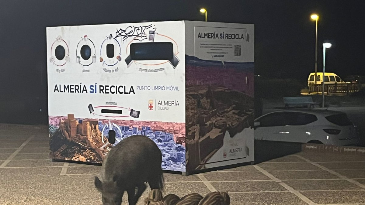 Jabalíes en el barrio de Cabo de Gata este verano. Foto: McYebra.