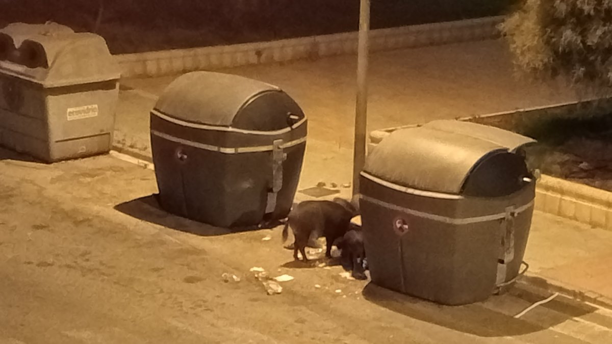 Jabalíes en contenedores de basura de La Cañada el pasado 8 de agosto.