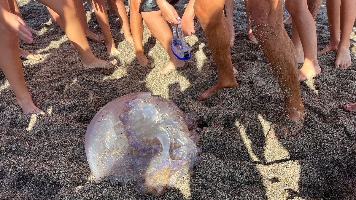 Medusa en la playa de El Zapillo este verano