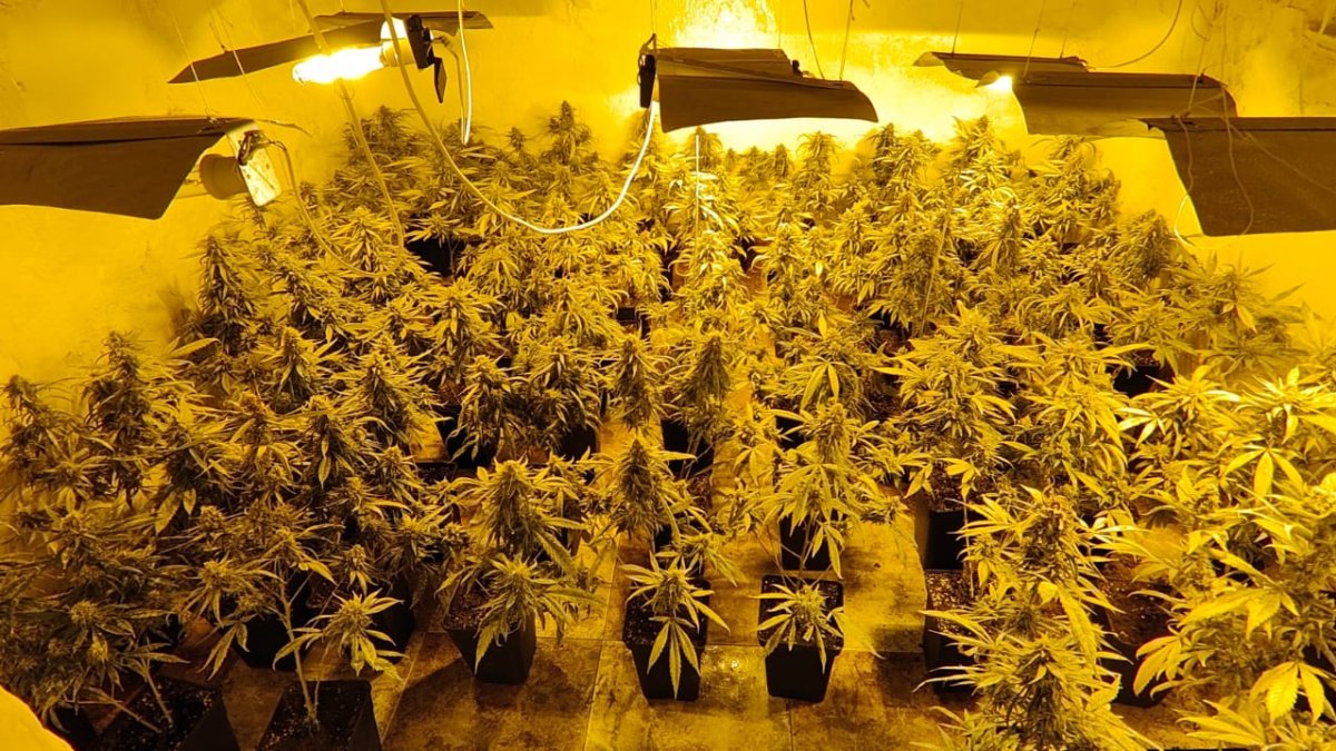 Una de las plantaciones encontradas.