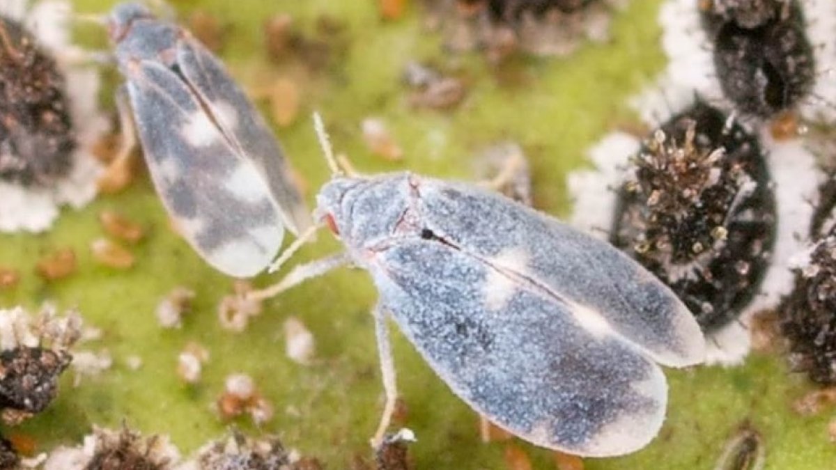 Aleurocanthus spiniferus (La Unió Llauradora) /Phytoma