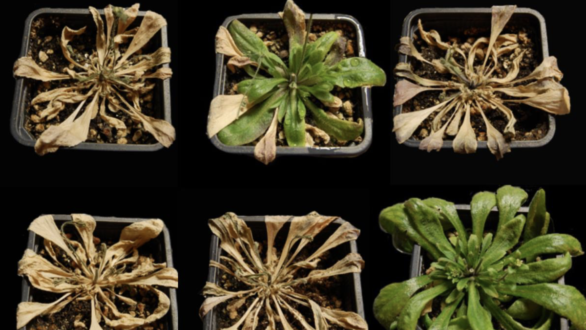 Las plantas tratadas con iSB09 (derecha) resisten hasta 16 días de sequía y se recuperan cuando vuelven a regarse./ Lozano-Juste et. al. Sci. Adv.