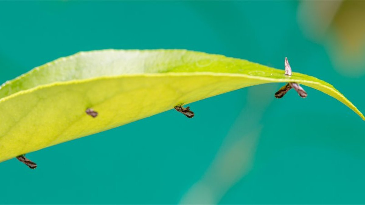 Adultos de Diaphorina citri (Fundecitrus).
