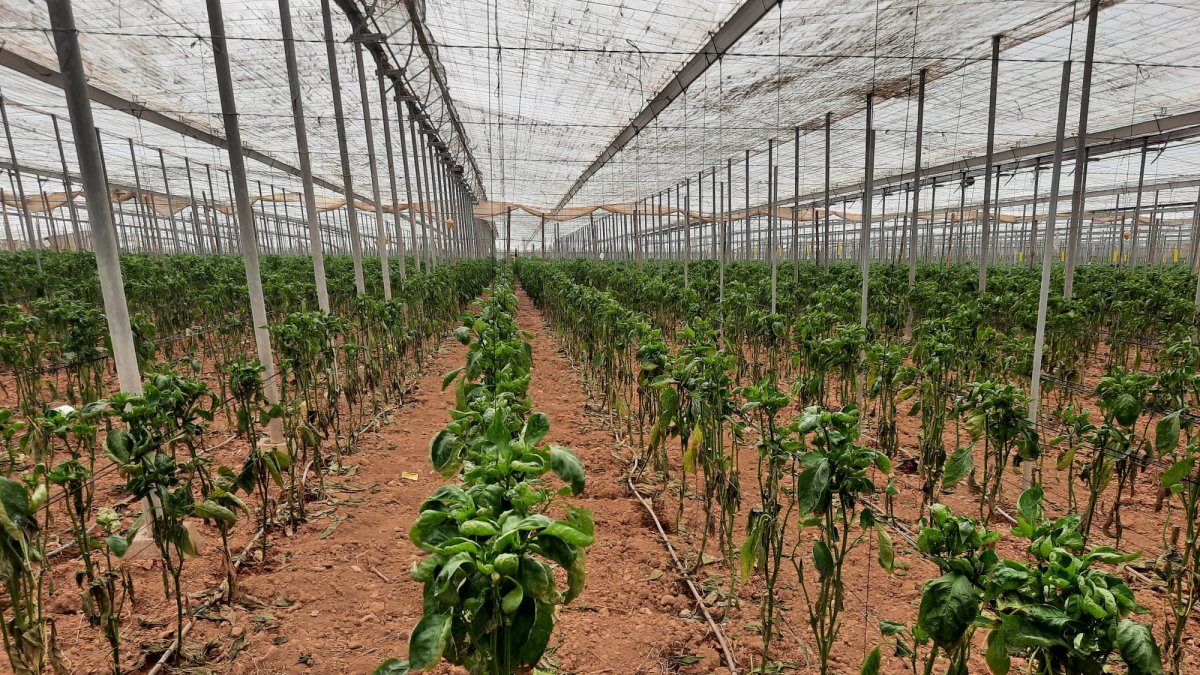 Daños causados por el Thrips parvispinus en cultivo de pimiento en Almería