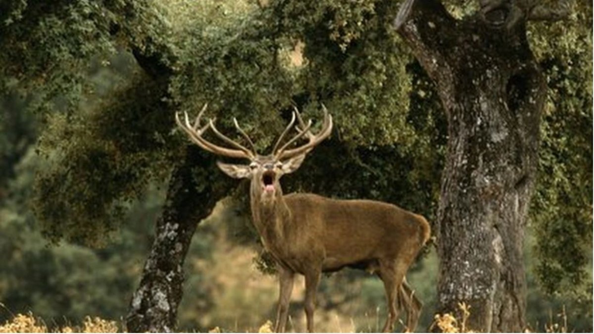 Un ejemplar de ciervo durante la berrea, en una foto de archivo.
