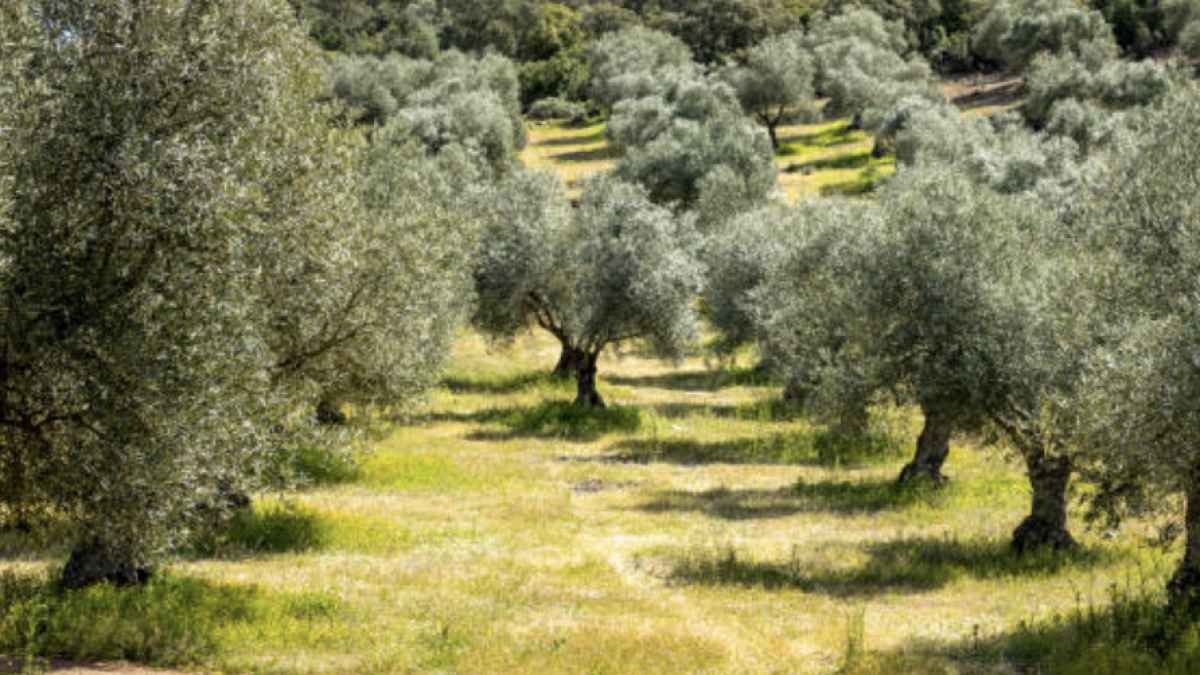 Tradicionalmente, la selección genética de la aceituna se realiza mediante la elección de los olivos con características deseables para su repro
