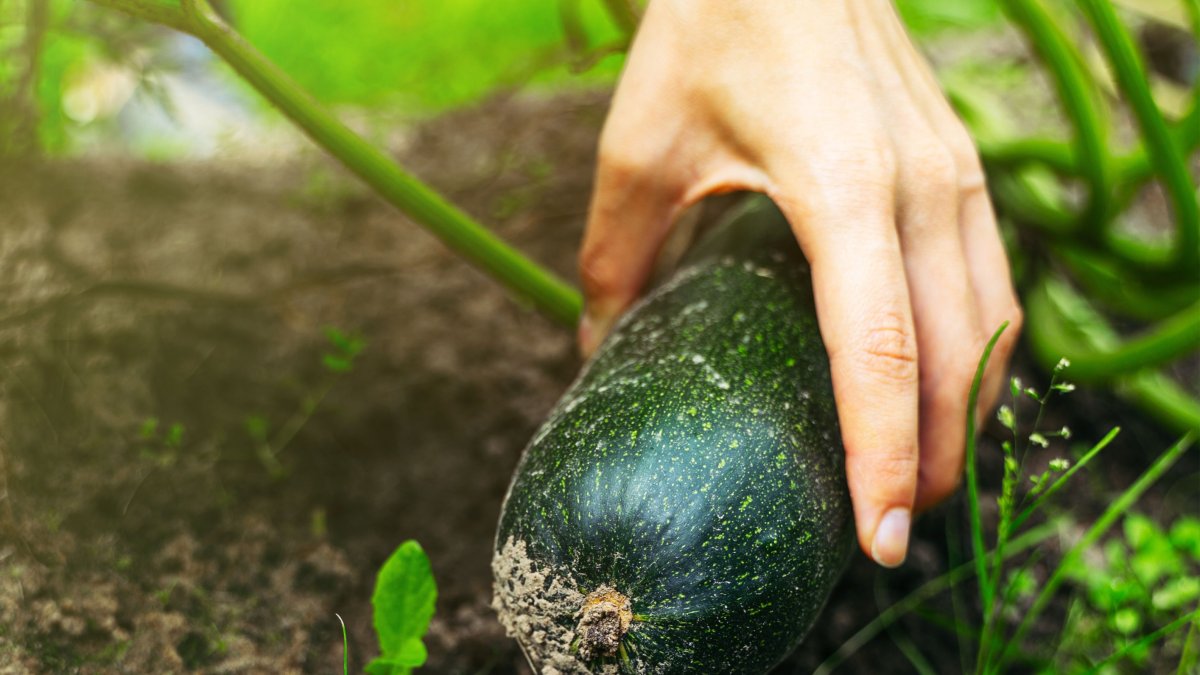 Caída de los precios del calabacín y el pepino
