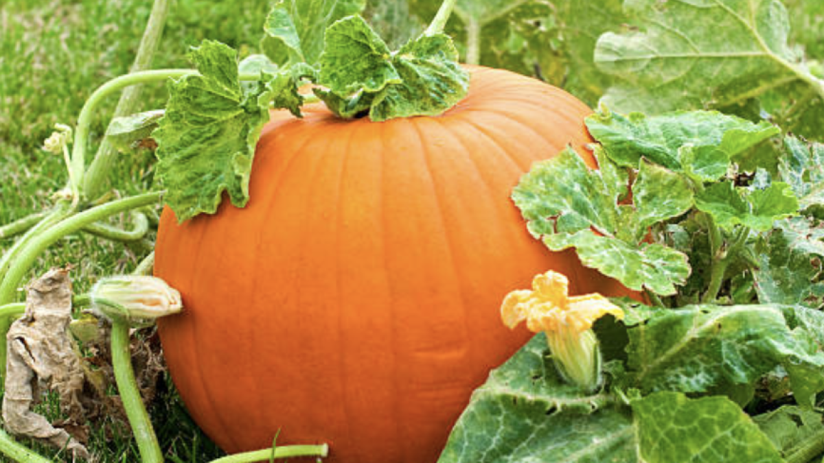 Cultivo de calabaza