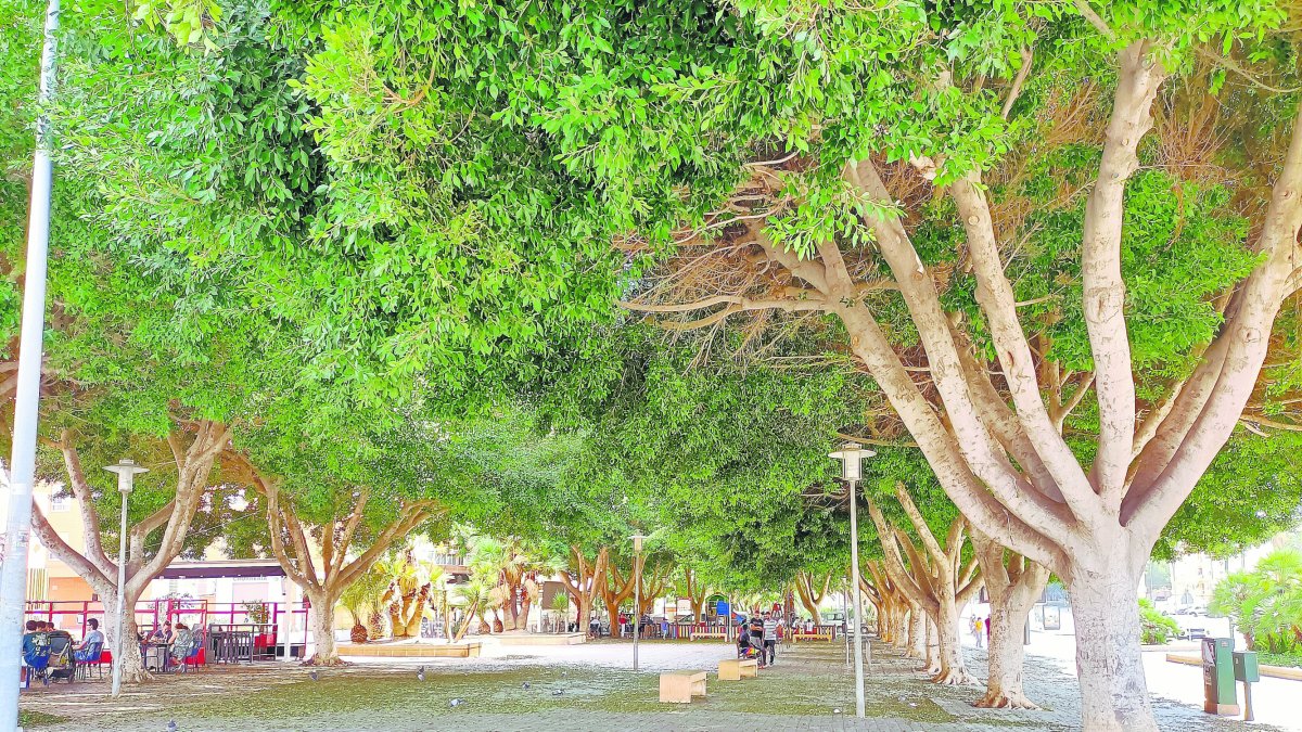 Las zonas arboladas suponen un buen refugio con varios grados por debajo de la temperatura ambiente.