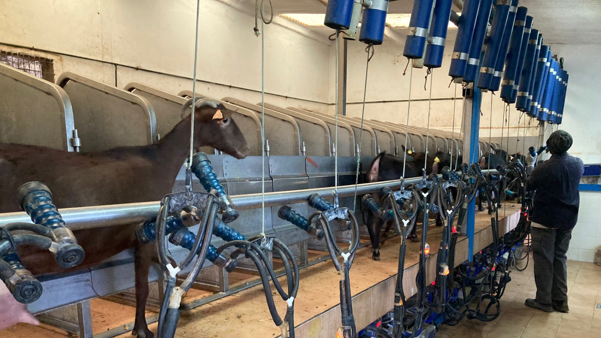 Sala de ordeño caprino.