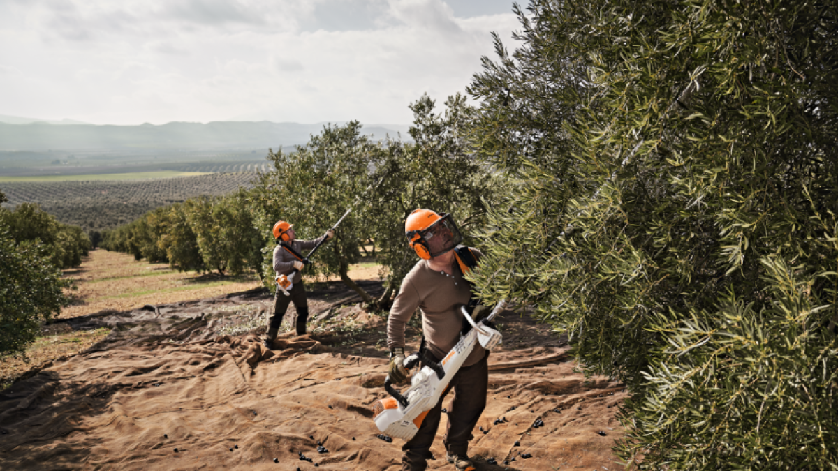 Campaña de recogida de la aceituna.