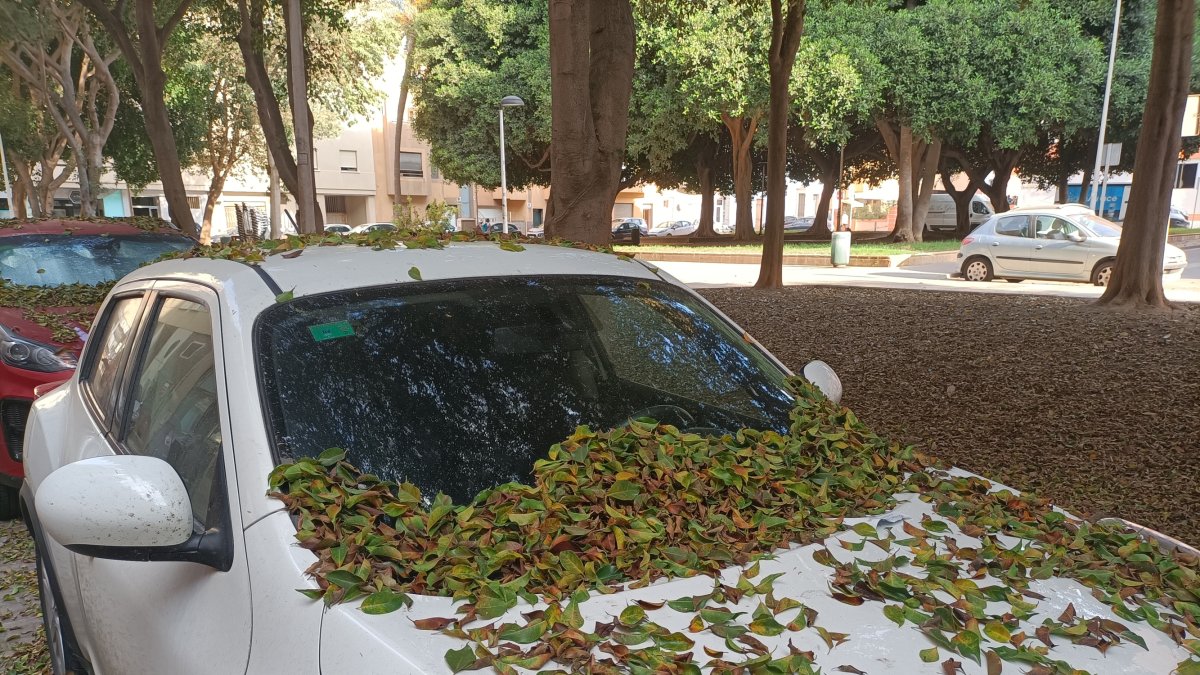 Coches cubiertos de hojas este martes junto al parque de San Miguel. (FOTO: Francisco G. Luque)