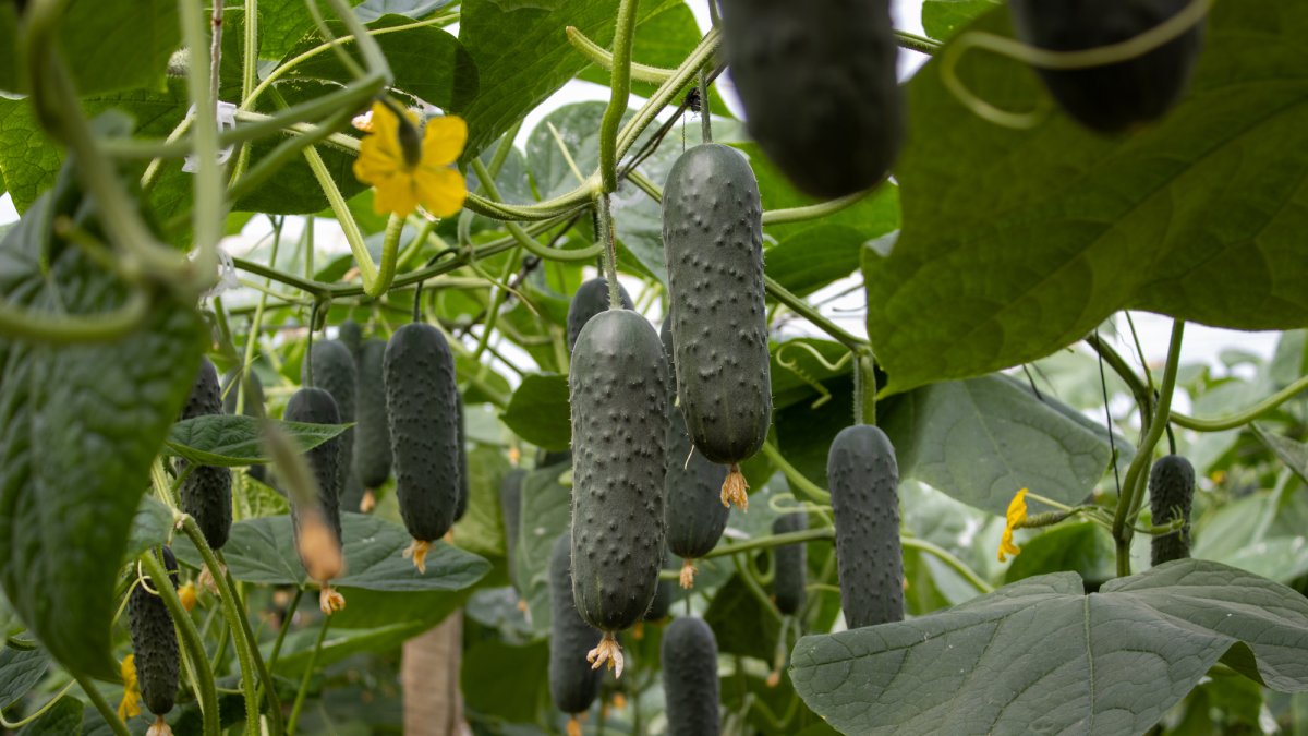 Imagen del pepino corto Martínez de CapGen Seeds