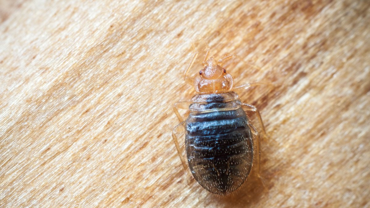 Chinche común de cama.