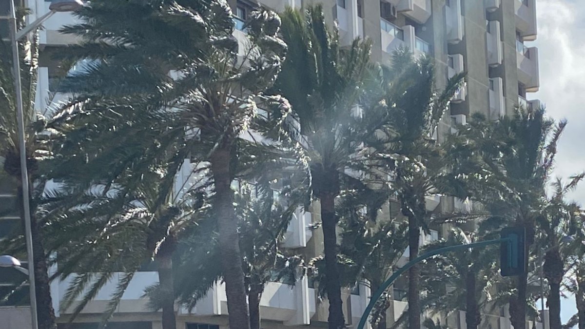 La palmera caída frente a La Tagliatella.