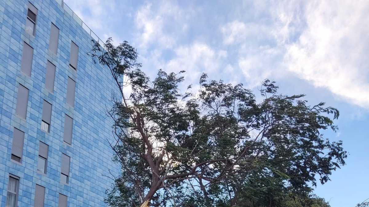 Imagen de un árbol caído en la zona de la Vega.